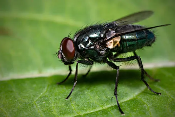 Giant Blowfly AI character avatar